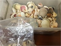 Large Lot Of Assorted Sea Shells