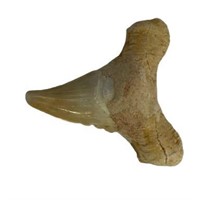 Natural Shark Tooth Fossil (~50 Million Years Old)