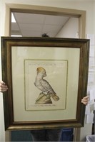 A Framed Print of a Parrot