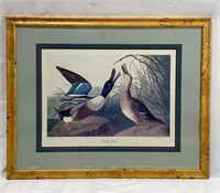 Shoveler Duck Print by J.J. Audubon