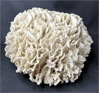 Large coral specimen