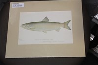 Denton Fish Etching/Illustration