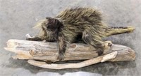 Full Body Upright Porcupine Taxidermy w Drift Wood