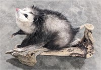 Full Body Hanging Opossum Taxidermy w/ Drift Wood