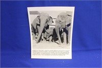 Photograph of Elephants