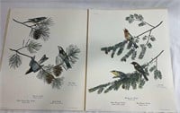 2 Ray Harm Prints of Warblers