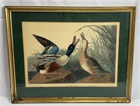Shoveller Duck by J.J Audubon Engraved by R. Havel