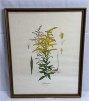 Goldenrod by Anne Ophelia Dowden (1970) Print