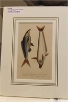 M. Drapiez Lithograph on Fish