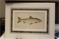 History of Fish by Jonathan Couch Lithograph