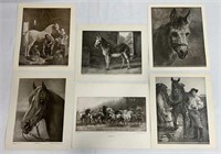 10 Horse/Mule Prints Various Sizes