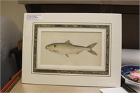 History of Fish by Jonathan Couch Lithograph