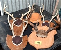 Five sets of Mounted Deer Antlers