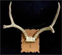 Taxidermy Deer Rack With Skullcap