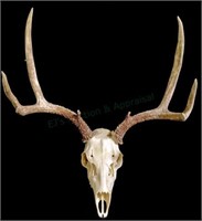 Taxidermy Deer Rack & Skull