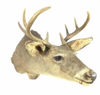 Shoulder Mount Deer Taxidermy
