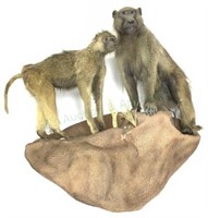 Full Mount Taxidermy Baboons On Faux Stone Ledge