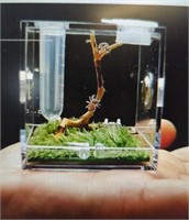 Jumping spider terrarium