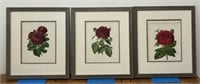 3 Red Rose Framed Prints