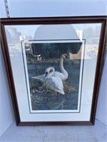 Picture: trumpeter swans