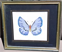 DAN MITRA SIGNED # BUTTERFLY ETCHING HAND COLORED