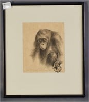 'Female Orangutan' Drawing by Paul Fournier