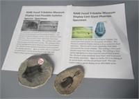 (2) Rare fossil trilobite museum display casts.