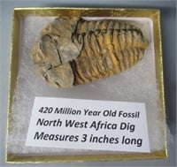 420 Million Year Old Fossil North West Africa