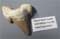 Fossil Shark Tooth.