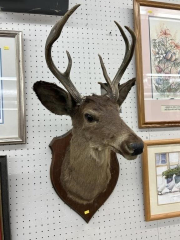 Taxidermy Whitetail Deer