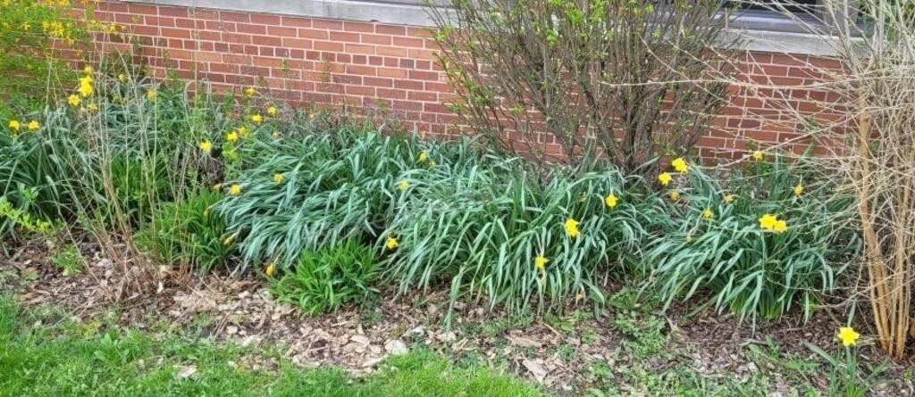 Daffodil bulbs. Buyer must bring tools to dig up