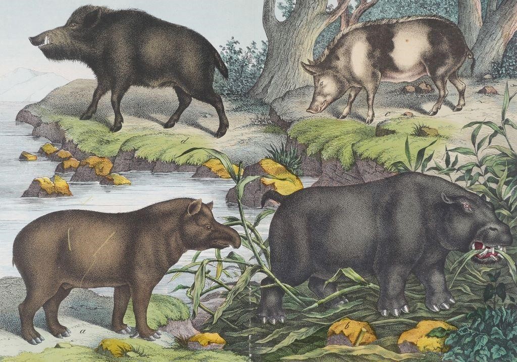 19TH C. HIPPO, PIGS ENGRAVING VON SCHUBERT