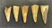 5 Fossilized Baby Walrus Tusks