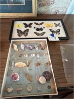 Butterfly and seashell collections