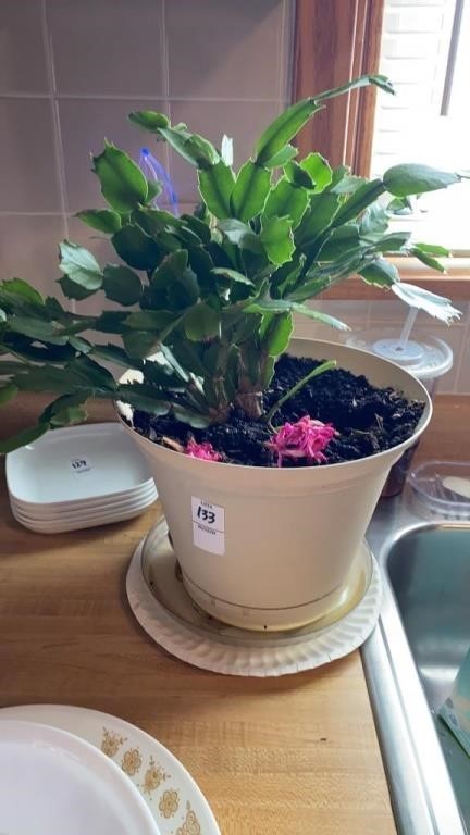 Potted live Christmas cactus plant