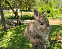 Female Baby Bunny Rabbit