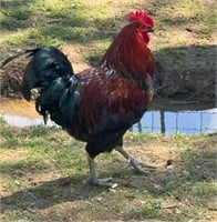 10 Month Old French Cooper Maran Rooster