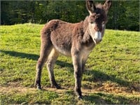 Baby Mammoth Jack Donkey