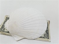 Large Natural Scallop Half Shell P3467