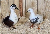 Pair-Call Ducks-Ancona hen, bibbed drake
