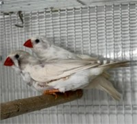 Pair- Zebra Finch- Female has crooked wing