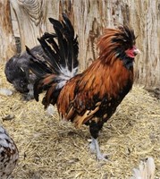 Rooster- Gold Laced Polish-1 year