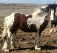 Filly-GYPSY VANNER-Yearling- NEW PICS