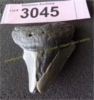 Authentic megalodon tooth fossil