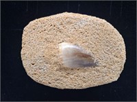 Fossilized Tooth in Matrix