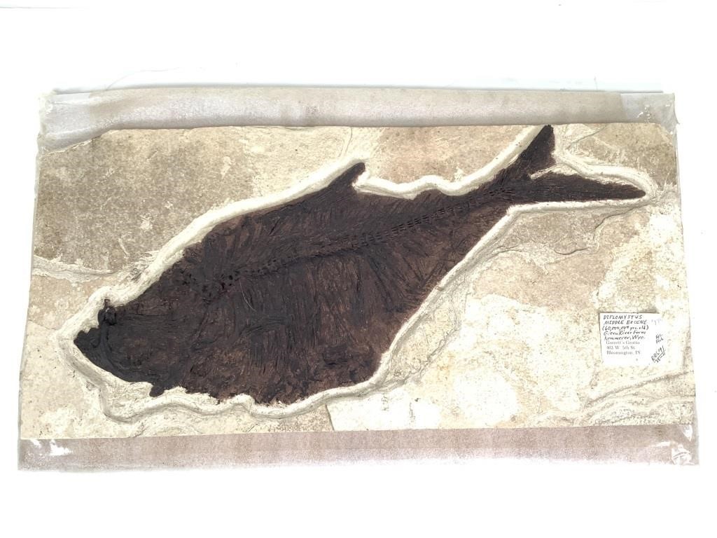 Ancient Fish Fossil From Kenomerer Wyoming