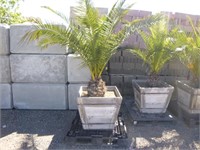 Palm Tree Canary Island (QTY 1)