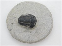 TRILOBITE ON MATRIX ROCK STONE LAPIDARY SPECIMEN