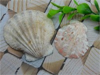 SEA SHELLS ROCK STONE LAPIDARY SPECIMEN