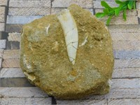 ENCHODUS FOSSIL ROCK STONE LAPIDARY SPECIMEN